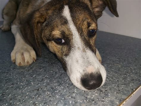 friends indeed dog rescue|Urgent Appeal  .